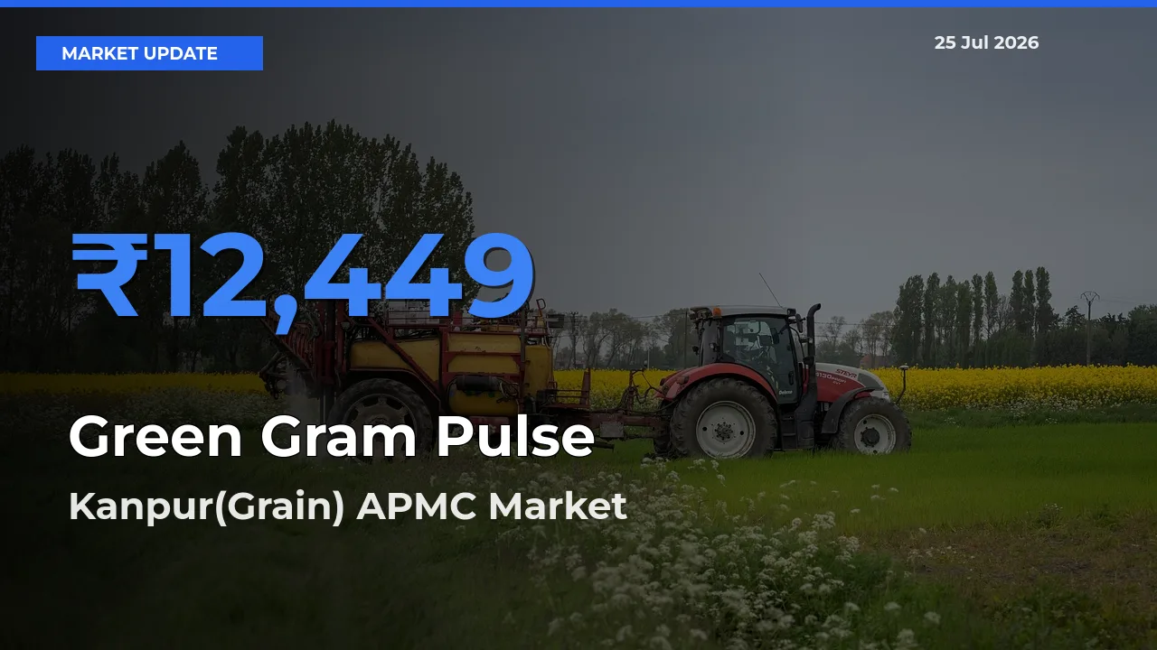 Kanpur(Grain) APMC Tops Green Gram Pulse Rates – July 25 Market Update