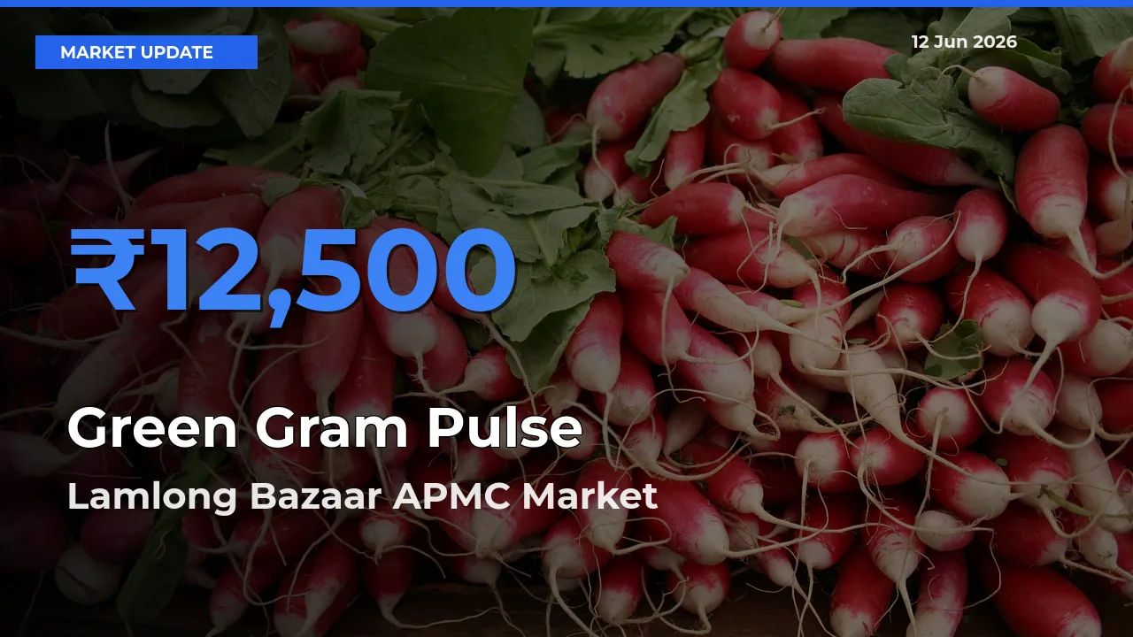Lamlong Bazaar APMC Records Highest ₹12,500 Rate for Green Gram Pulse