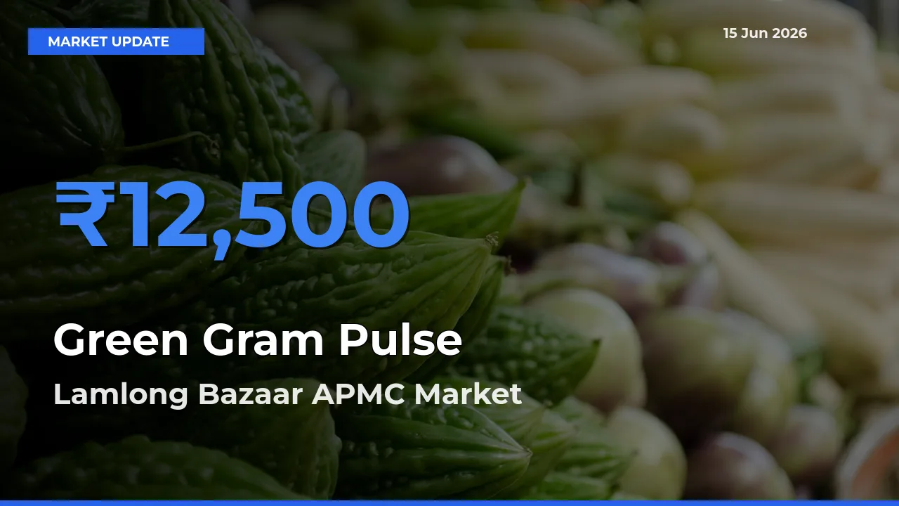 Lamlong Bazaar APMC Offers ₹12,500 – Highest Green Gram Pulse Rate Today