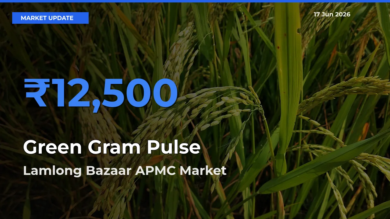 Lamlong Bazaar APMC Leads as Top Mandi for Green Gram Pulse Prices