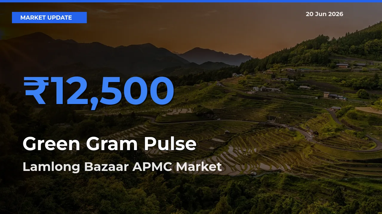 Lamlong Bazaar APMC Offers ₹12,500 – Highest Green Gram Pulse Rate Today