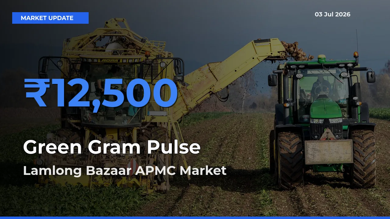 Lamlong Bazaar APMC Records Highest ₹12,500 Rate for Green Gram Pulse