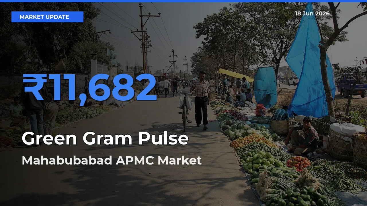 Mahabubabad APMC Leads as Top Mandi for Green Gram Pulse Prices