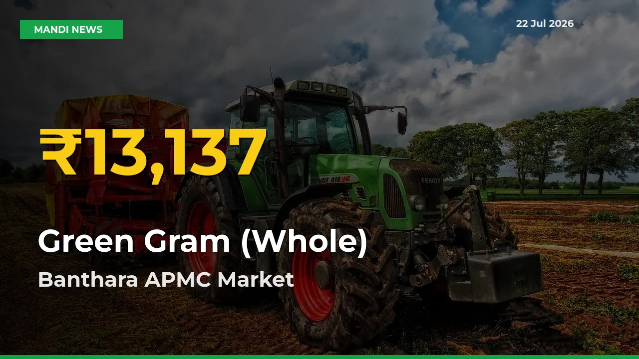 Big Jump in Green Gram (Whole) Prices! Banthara APMC Records New Peak Today