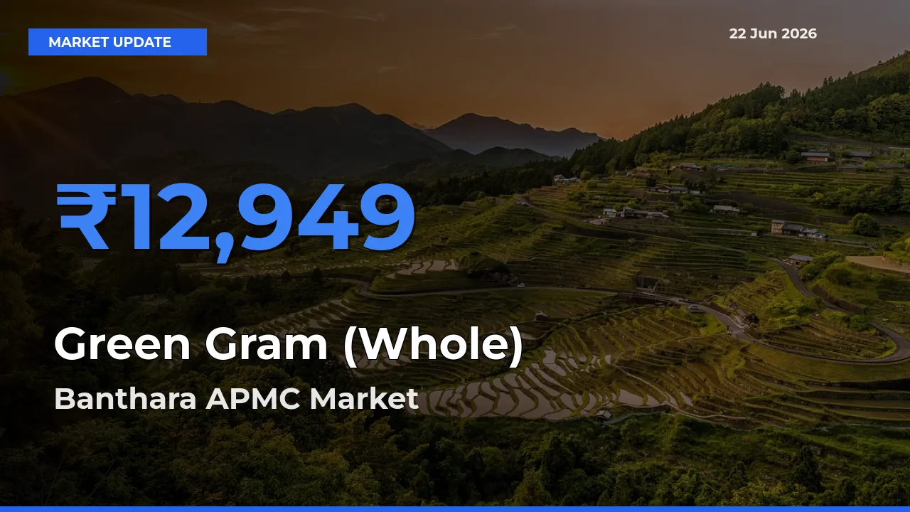 Banthara APMC Offers ₹12,949 – Highest Green Gram (Whole) Rate Today