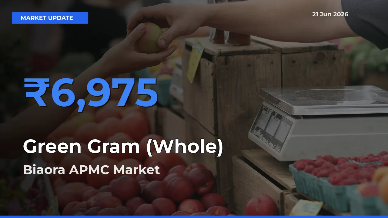 Biaora APMC Records Highest ₹6,975 Rate for Green Gram (Whole)