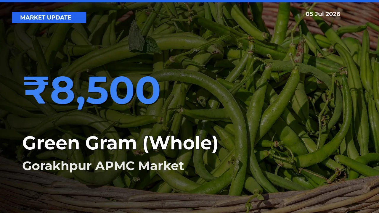 Market Watch: Gorakhpur APMC Becomes Top Mandi for Green Gram (Whole)