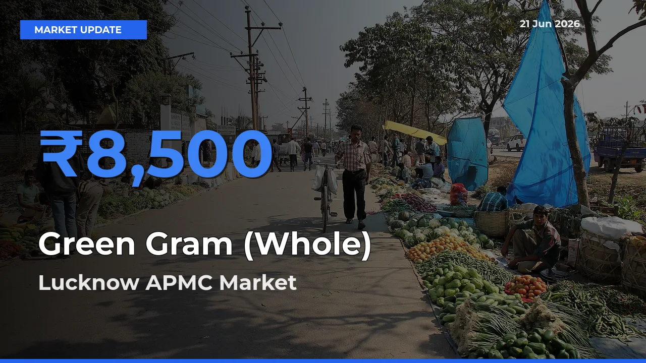 Lucknow APMC Leads as Top Mandi for Green Gram (Whole) Prices