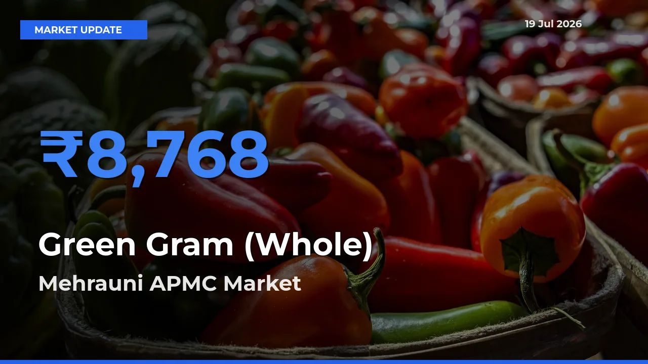 Mehrauni APMC Records Highest ₹8,768 Rate for Green Gram (Whole)