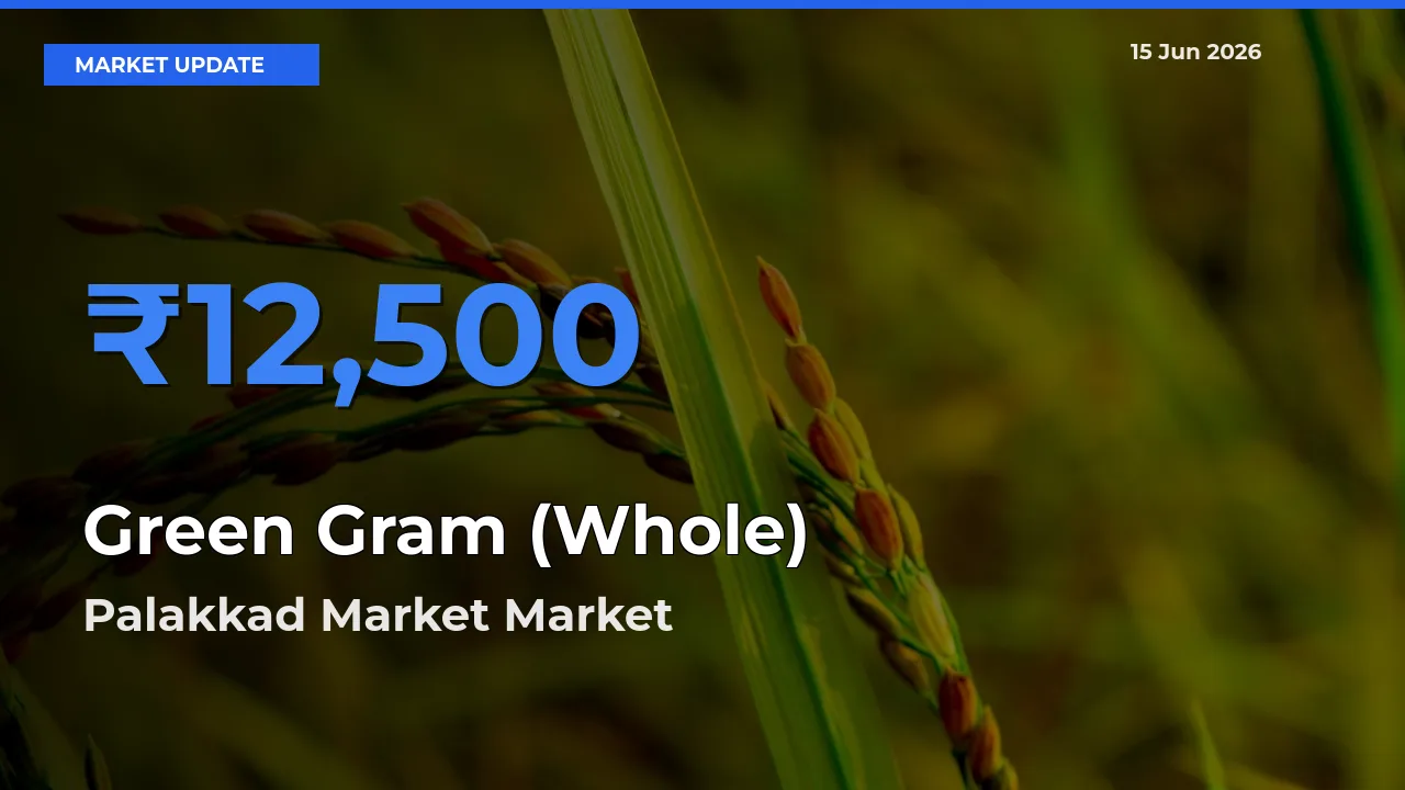 Palakkad Market Emerges as Top Mandi for Green Gram (Whole) Prices Today