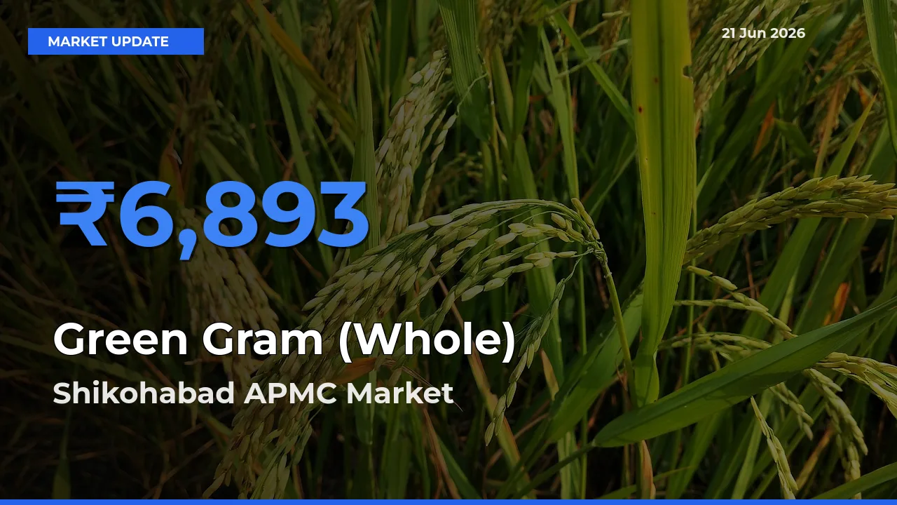 Shikohabad APMC Records Highest ₹6,893 Rate for Green Gram (Whole)