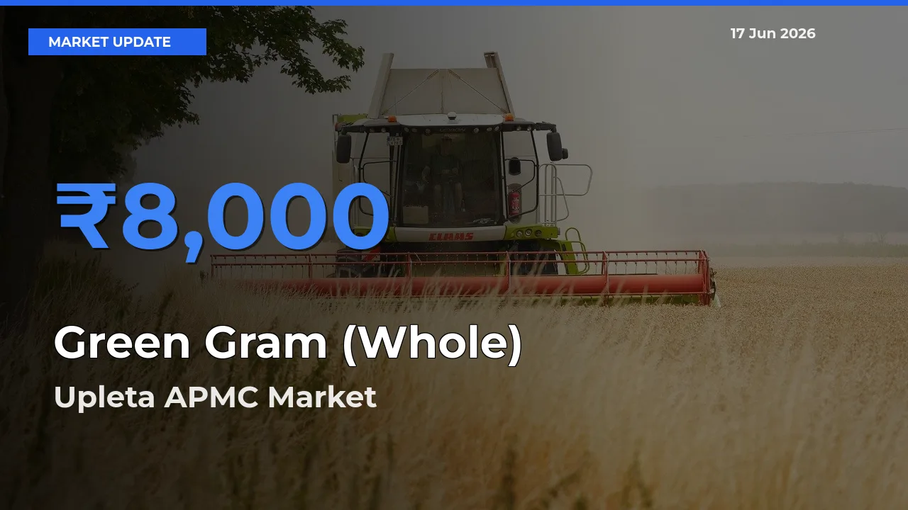 Farmers Prefer Upleta APMC as Green Gram (Whole) Hits Highest Rate
