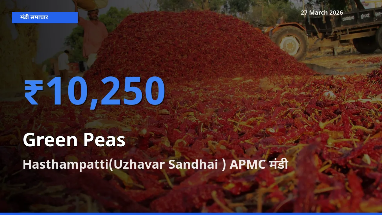 27 March अपडेट: हरा मटर के सबसे ऊँचे दाम Hasthampatti(Uzhavar Sandhai ) APMC मंडी में