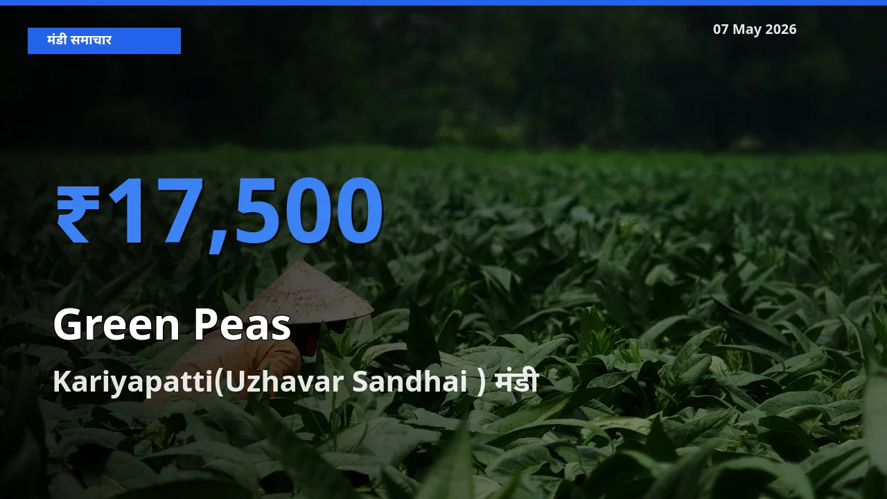 Kariyapatti(Uzhavar Sandhai ) मंडी में हरा मटर ₹17,500 पर पहुँचा – आज का सर्वोच्च भाव