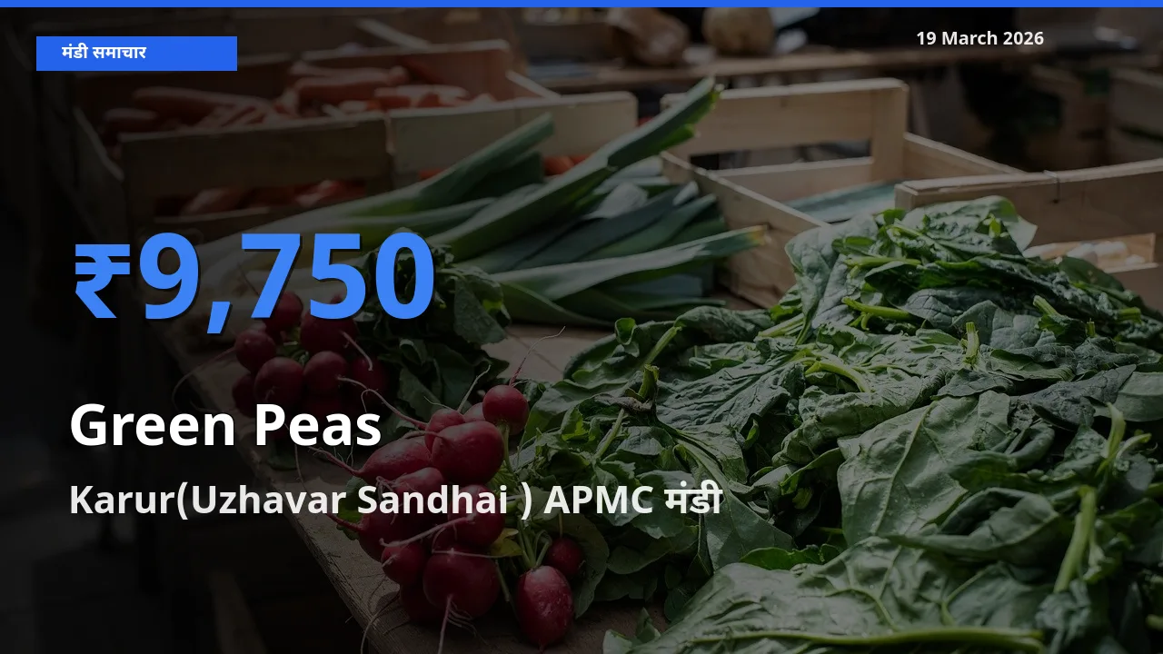 Karur(Uzhavar Sandhai ) APMC मंडी में हरा मटर ₹9,750 पर पहुँचा – आज का सर्वोच्च भाव