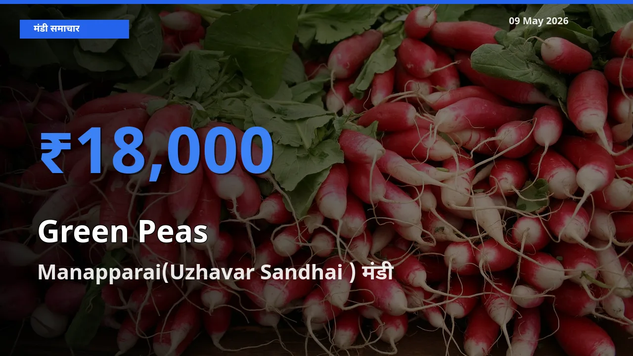 Manapparai(Uzhavar Sandhai ) मंडी में आज हरा मटर के सबसे ऊँचे दाम दर्ज