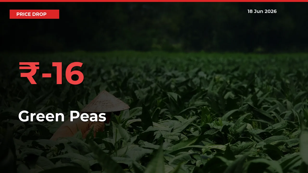 Green Peas Prices Drop 16.38% in 24 Hours at Major Mandis