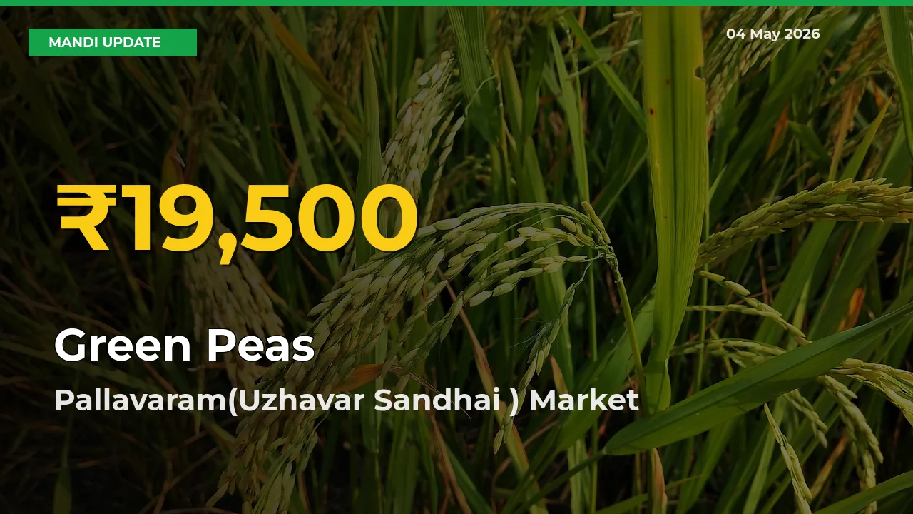 Green Peas Price Hits New High in Pallavaram(Uzhavar Sandhai ) Today – Check Latest Mandi Rates