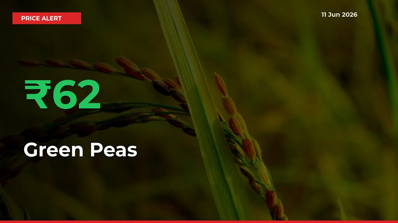 Big Rally! Green Peas Climbs 62.47% in 24 Hours at Top Mandis