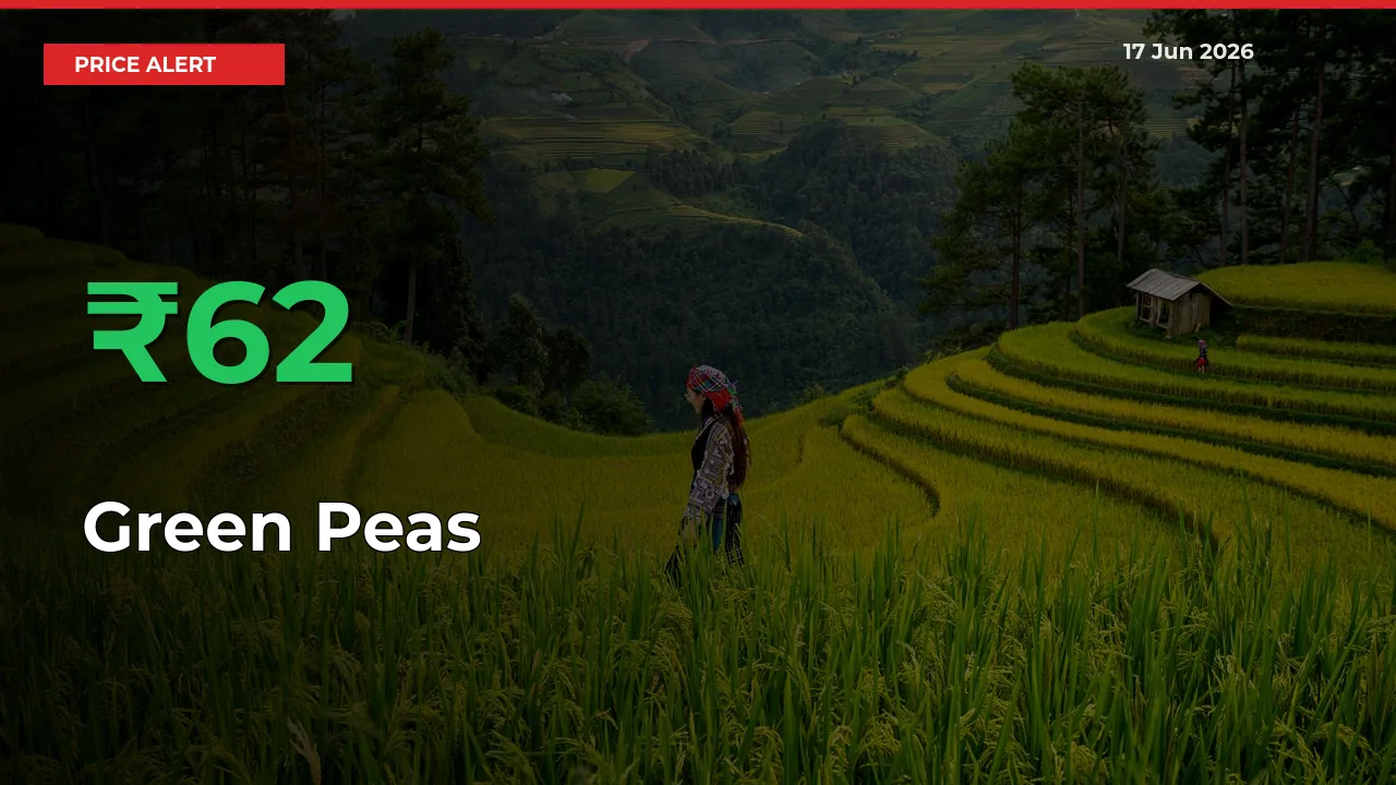 Green Peas Rises 62.03% at Mandis