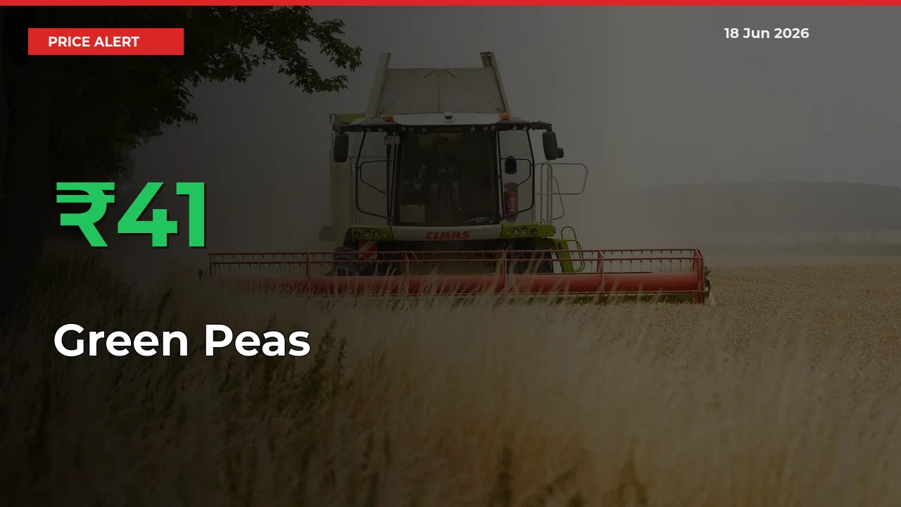 This Mandi Records 41.09% Jump in Green Peas Prices