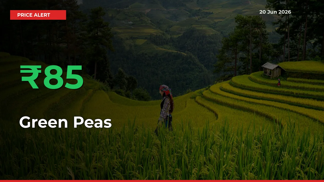 84.97% Spike in Green Peas Prices – Mandi Sees Sudden Rally