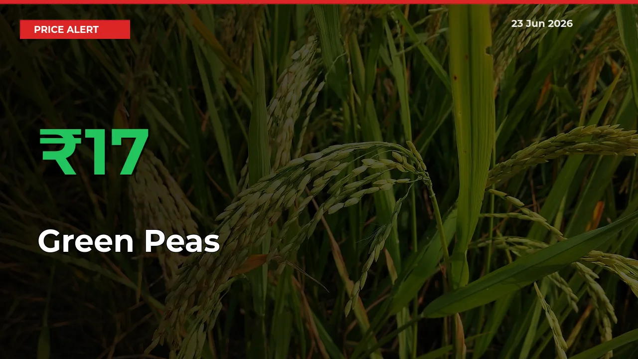 Sharp Jump! Green Peas Prices Climb 16.92% in 24 Hours at Key Mandis