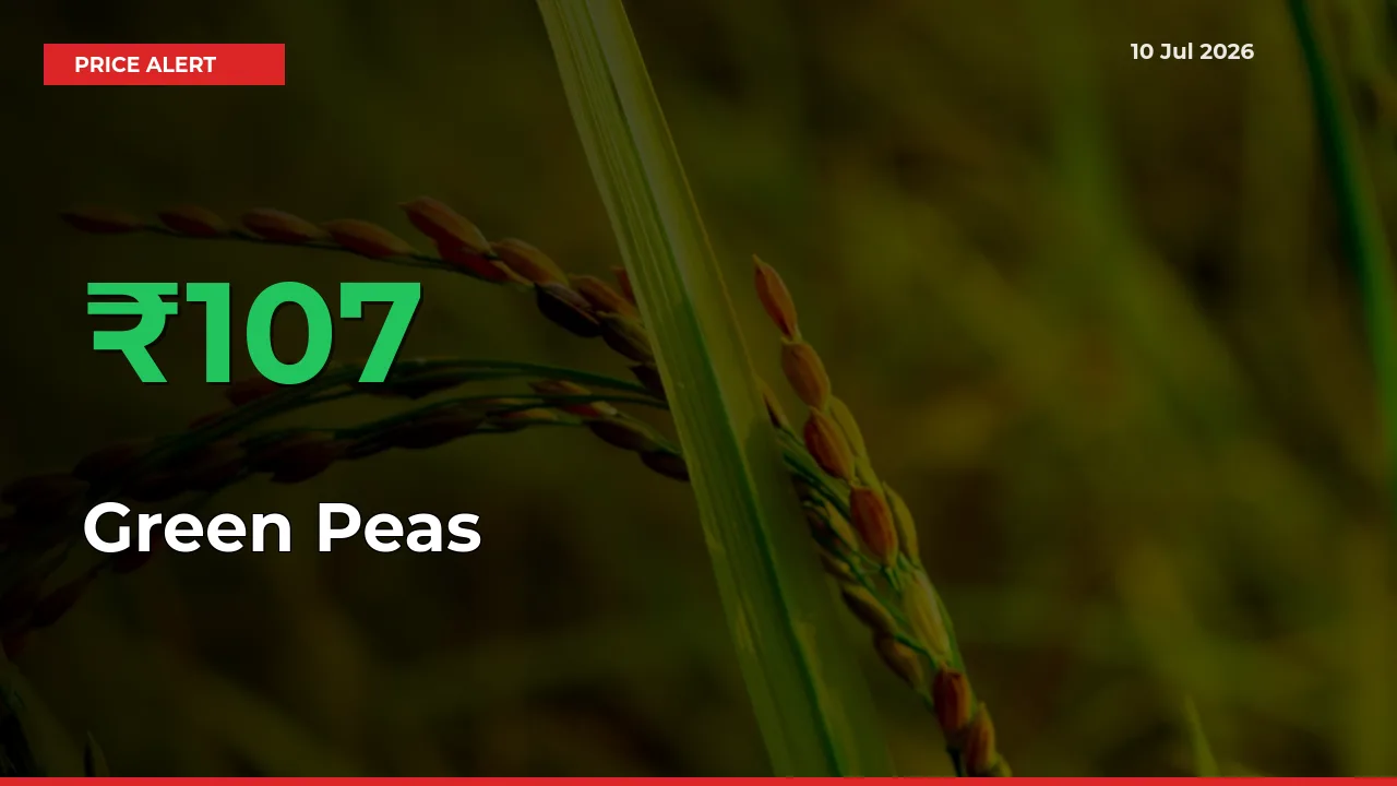 107.24% Spike in Green Peas Prices – Mandi Sees Sudden Rally