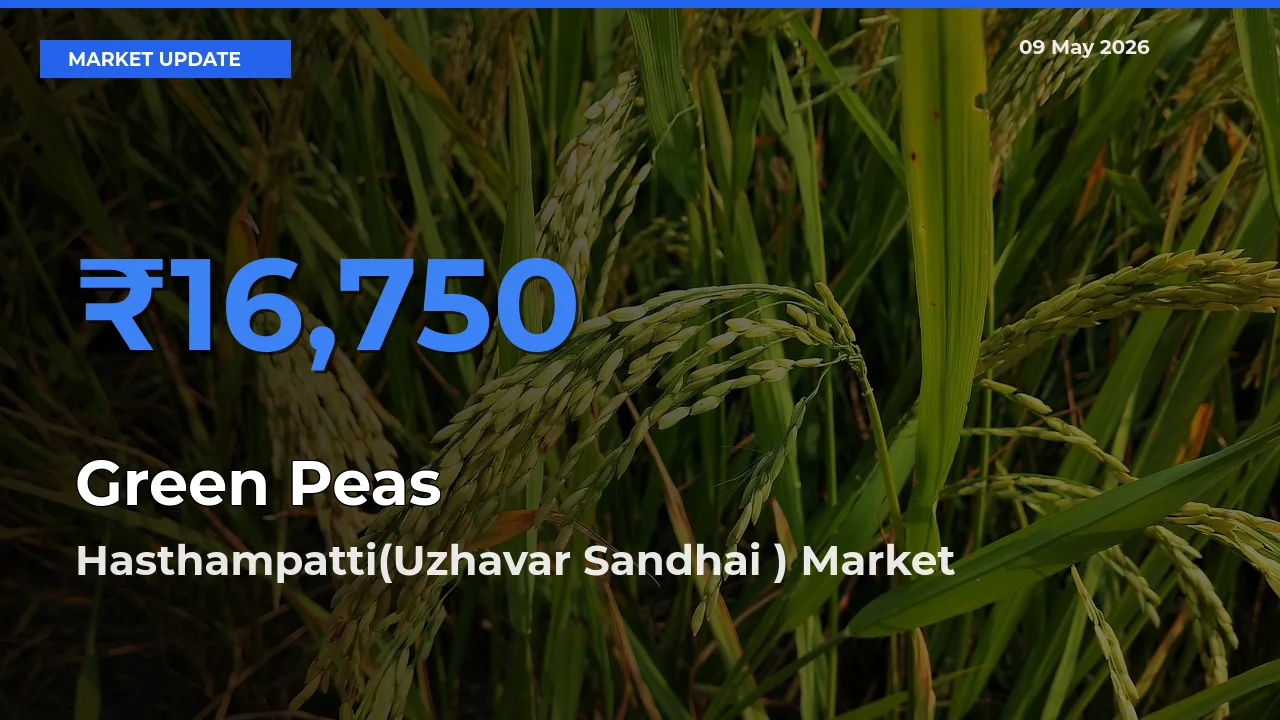 Hasthampatti(Uzhavar Sandhai ) Emerges as Top Mandi for Green Peas Prices Today