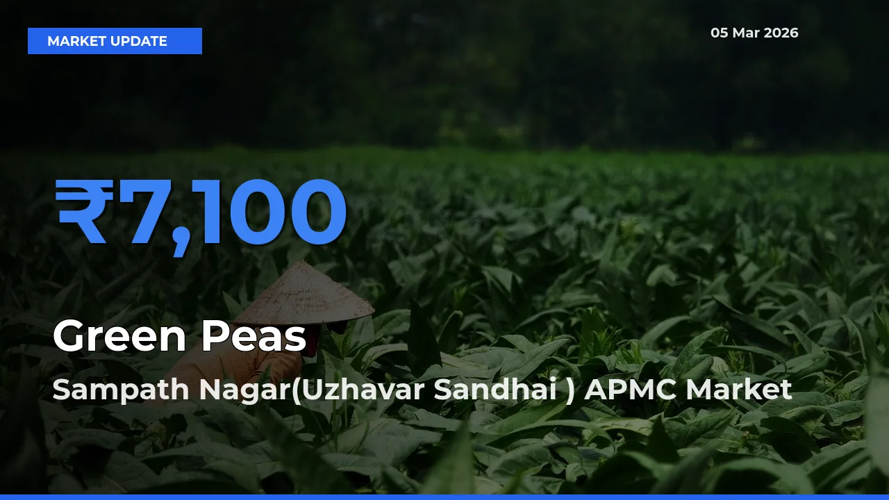 Sampath Nagar(Uzhavar Sandhai ) APMC Offers ₹7,100 – Highest Green Peas Rate Today