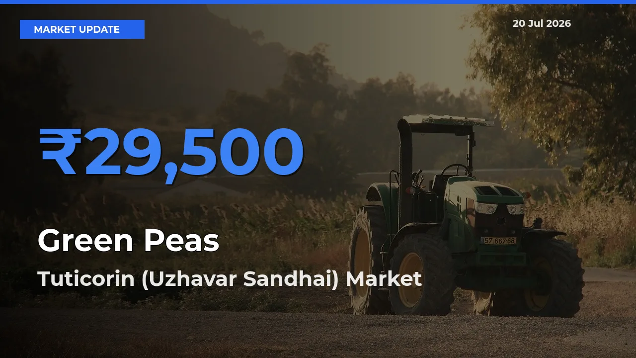Top Performer! Tuticorin (Uzhavar Sandhai) Offers Best Green Peas Price Today