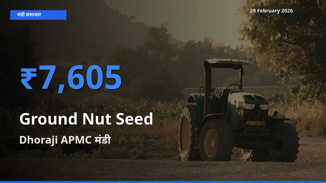 टॉप मंडी बना Dhoraji APMC! Ground Nut Seed के सबसे ऊँचे दाम यहीं दर्ज