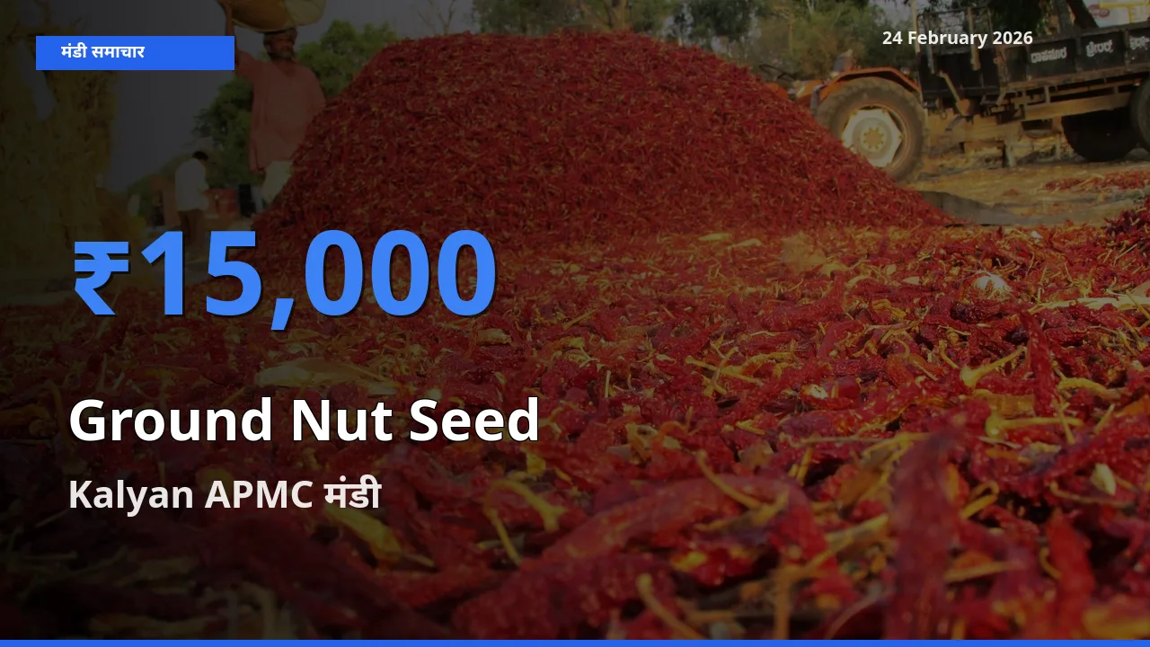 आज Ground Nut Seed के सबसे ऊँचे दाम ₹15,000 Kalyan APMC मंडी में