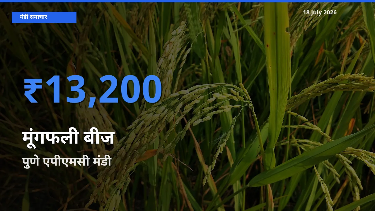 पुणे एपीएमसी मंडी में आज मूंगफली बीज के सबसे ऊँचे दाम दर्ज