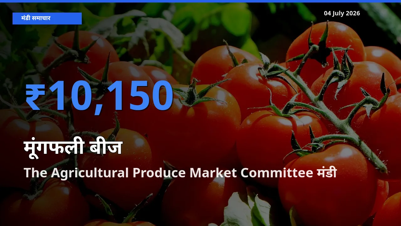 बाज़ार संकेत: The Agricultural Produce Market Committee बना मूंगफली बीज के लिए आज की टॉप मंडी