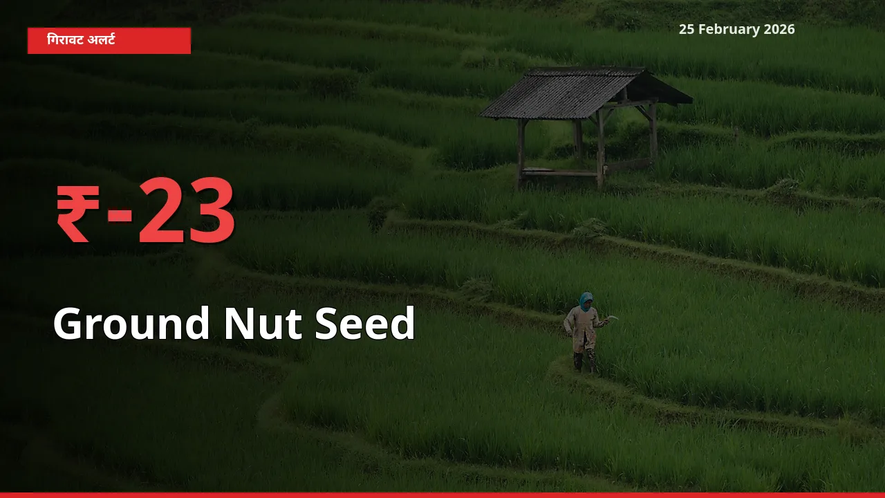 Ground Nut Seed के दाम प्रमुख मंडी में 23.43% गिरे, 24 घंटे में बड़ा बदलाव
