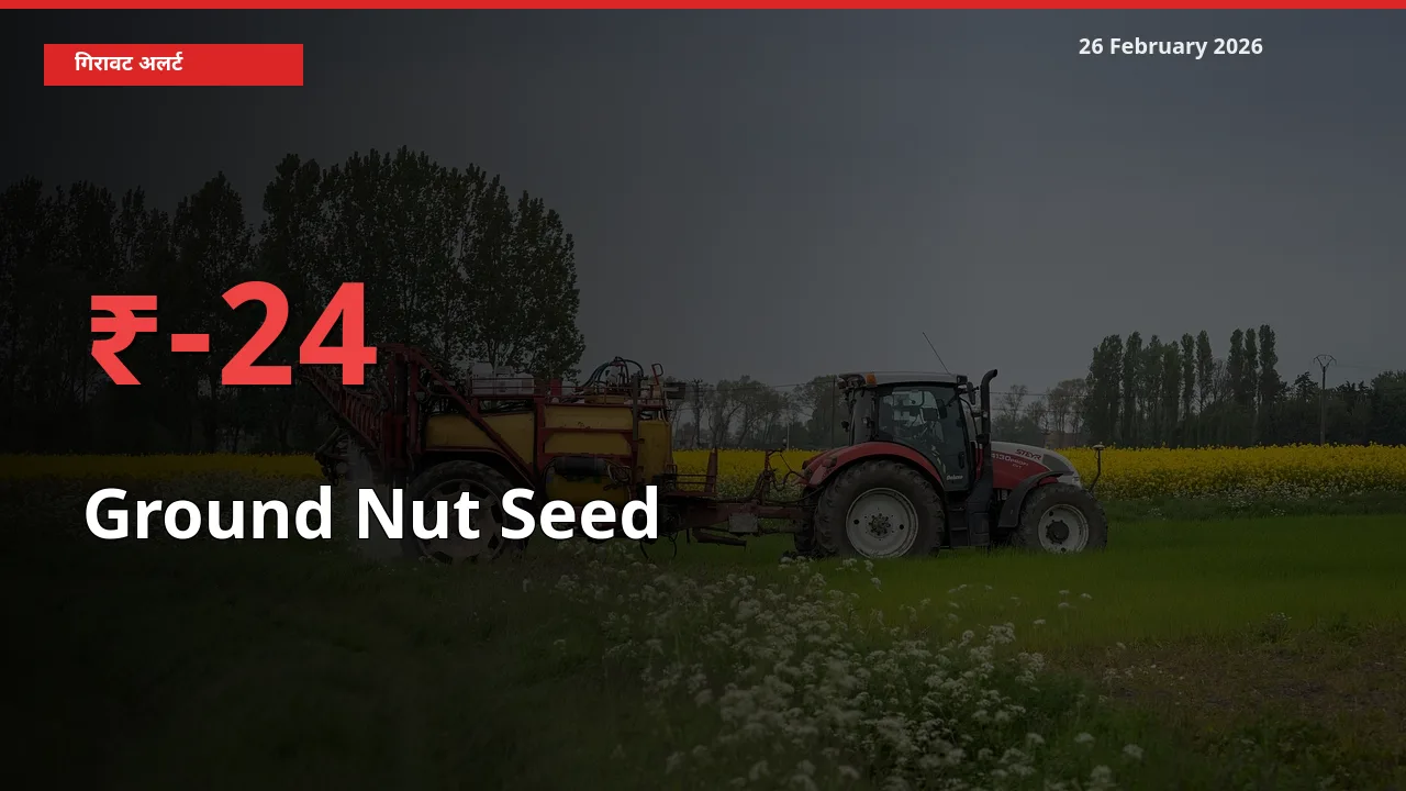 बाज़ार संकेत: Ground Nut Seed के भाव मंडी में 24.25% नीचे