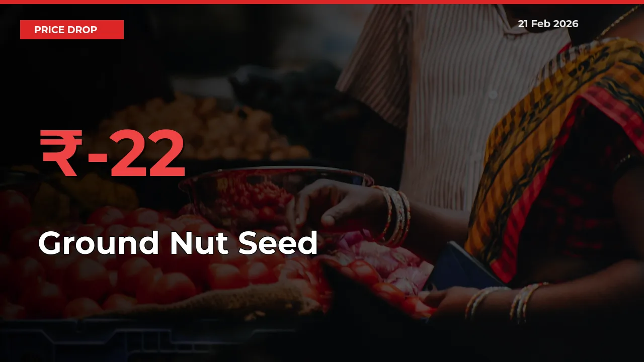 Ground Nut Seed Falls 21.81% at Mandis