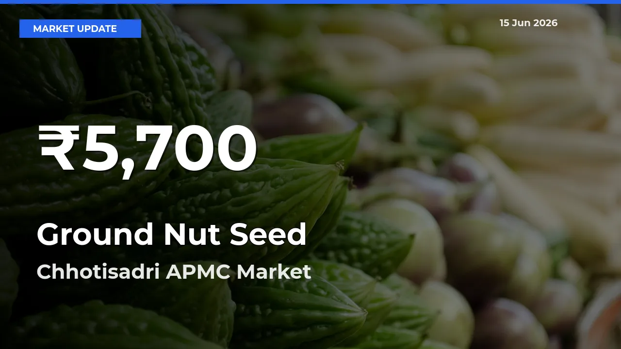 Ground Nut Seed Hits 30-Day Low in Chhotisadri APMC