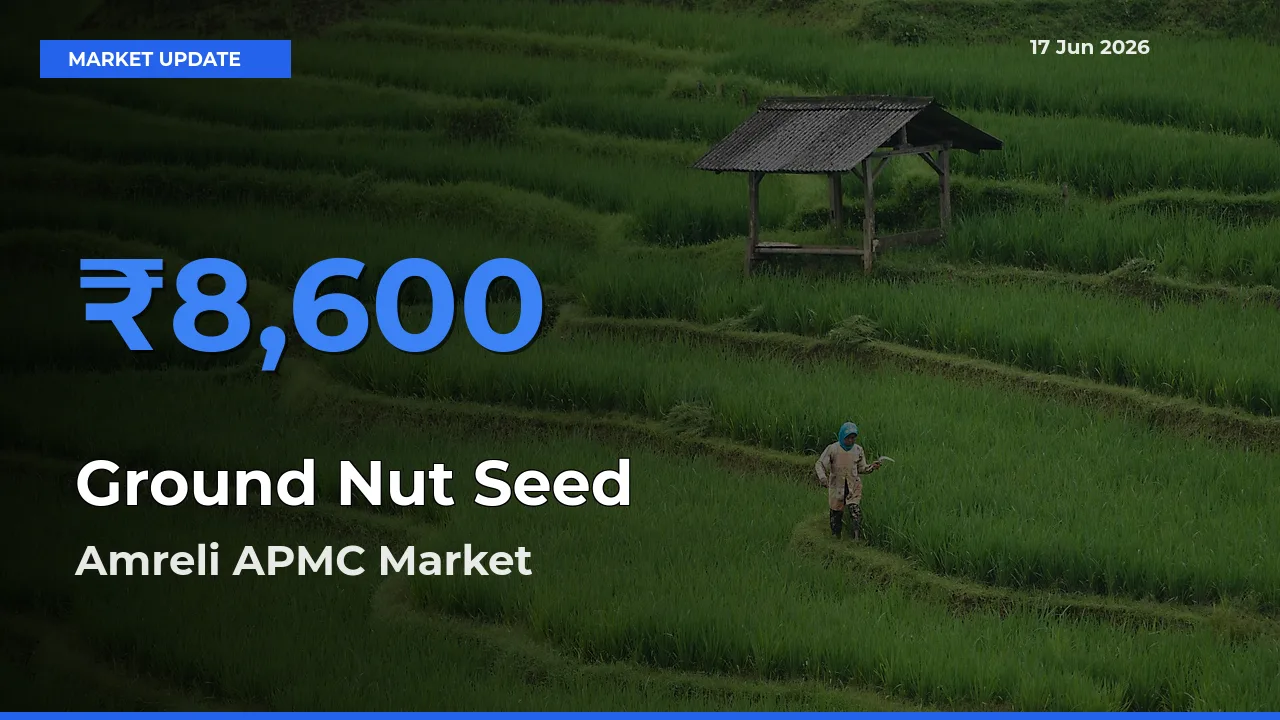 Amreli APMC Offers ₹8,600 – Highest Ground Nut Seed Rate Today