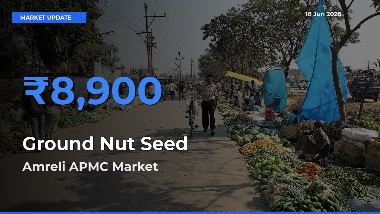 Farmers Prefer Amreli APMC as Ground Nut Seed Hits Highest Rate