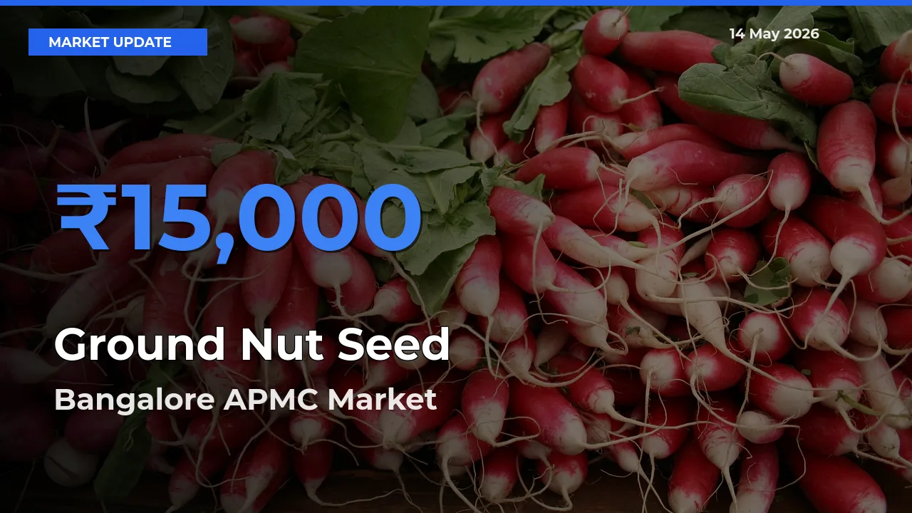 Bangalore APMC Emerges as Top Mandi for Ground Nut Seed Prices Today