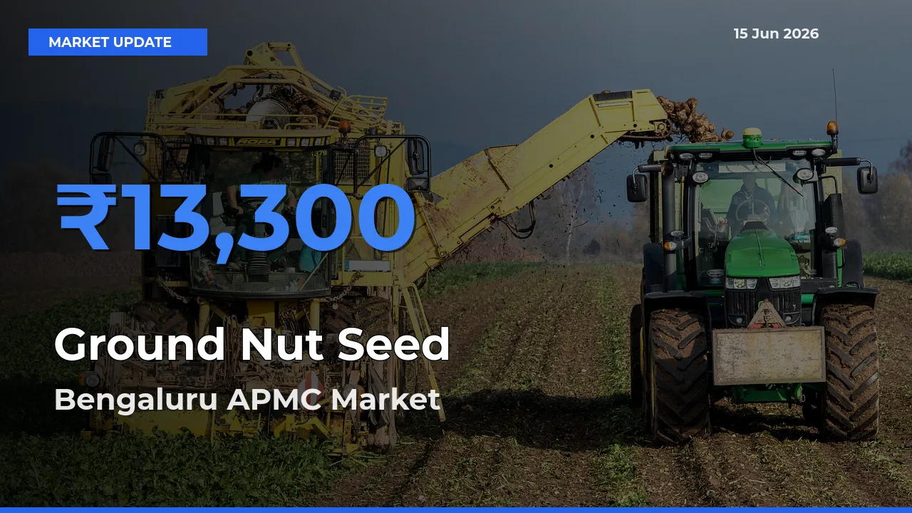 Top Performer! Bengaluru APMC Offers Best Ground Nut Seed Price Today