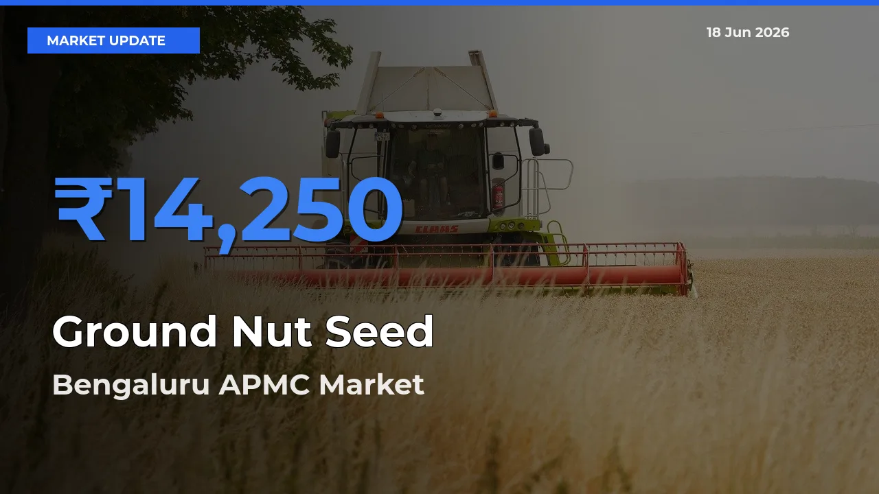 Top Performer! Bengaluru APMC Offers Best Ground Nut Seed Price Today