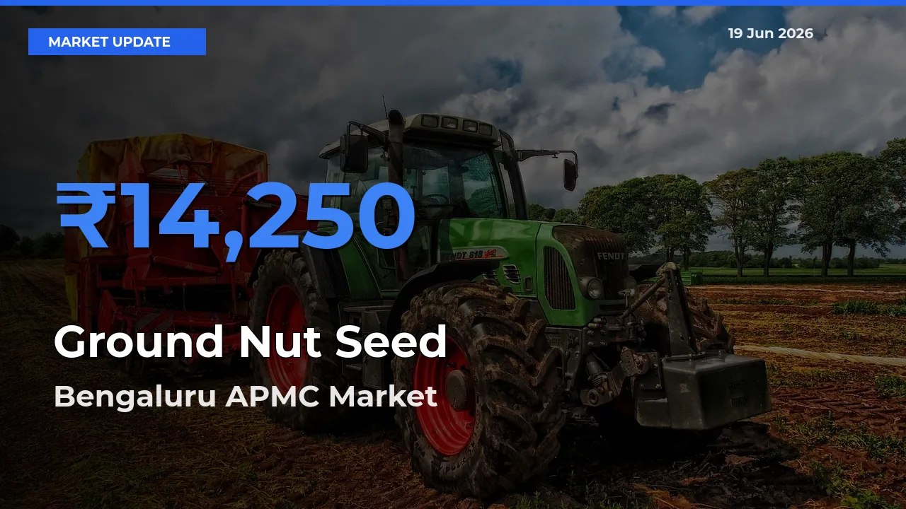Bengaluru APMC Tops Ground Nut Seed Rates – June 19 Market Update