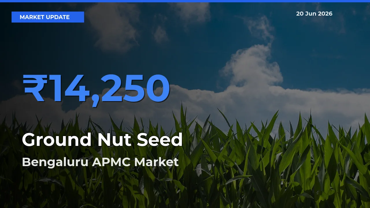 Ground Nut Seed Mandi Rate Today: Bengaluru APMC Tops the List