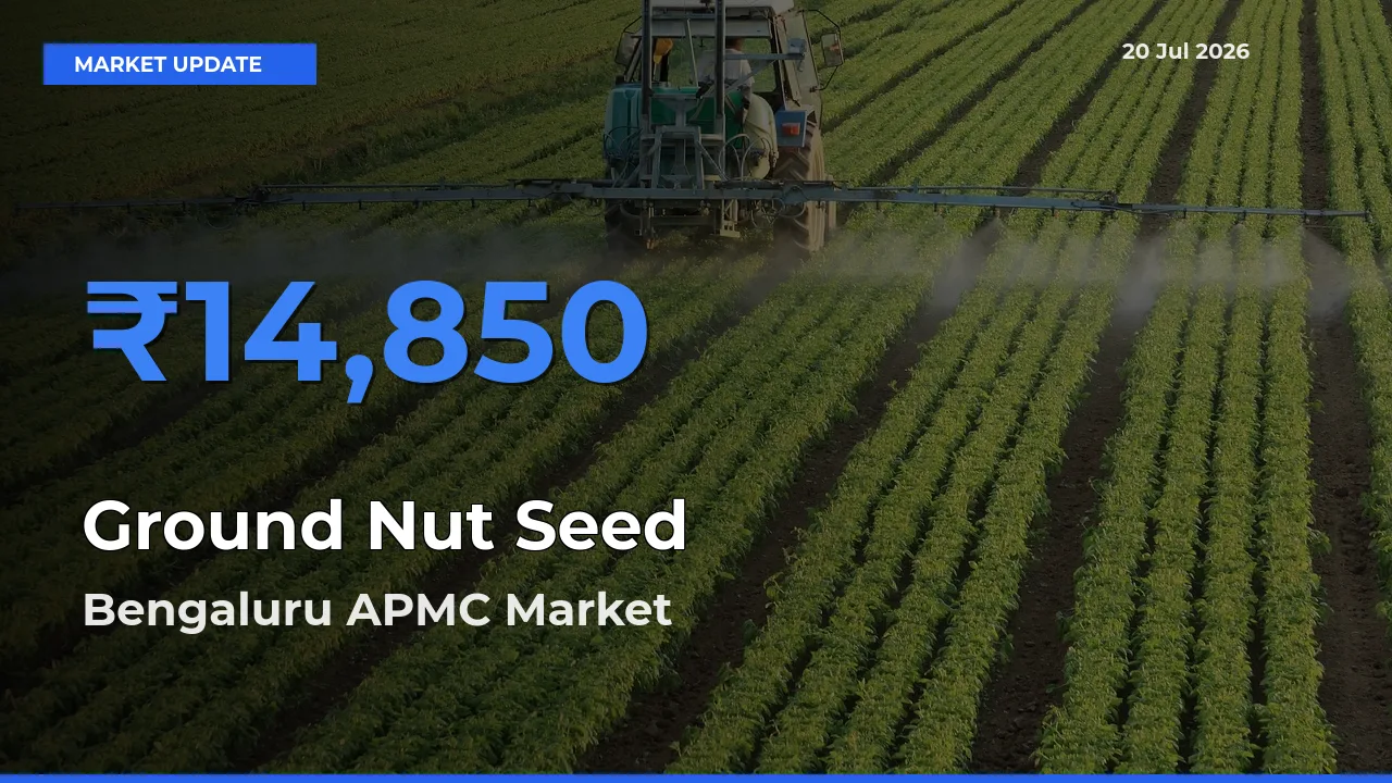 Farmers Prefer Bengaluru APMC as Ground Nut Seed Hits Highest Rate