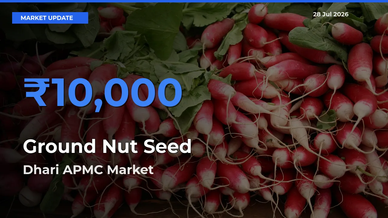 Dhari APMC, Amreli, Gujarat Leads as Top Mandi for Ground Nut Seed Prices