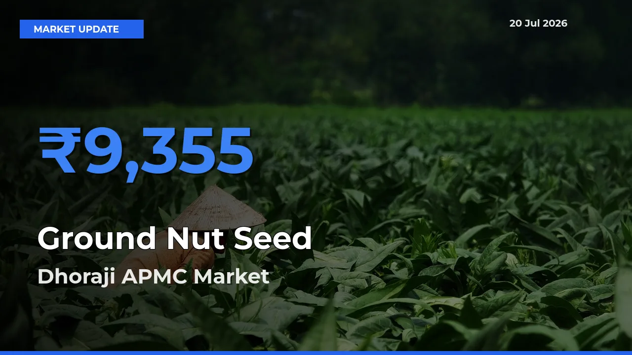 Top Performer! Dhoraji APMC Offers Best Ground Nut Seed Price Today