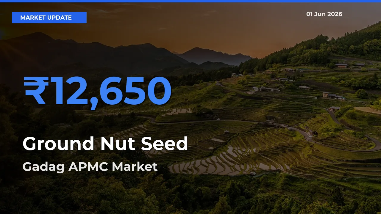 Farmers Prefer Gadag APMC as Ground Nut Seed Hits Highest Rate